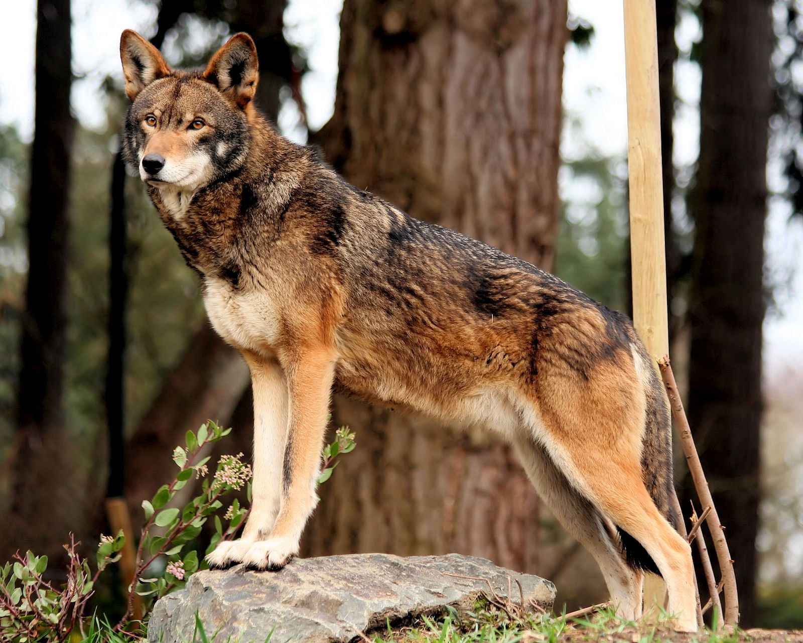 the-rarest-wolf-on-earth-the-red-wolf